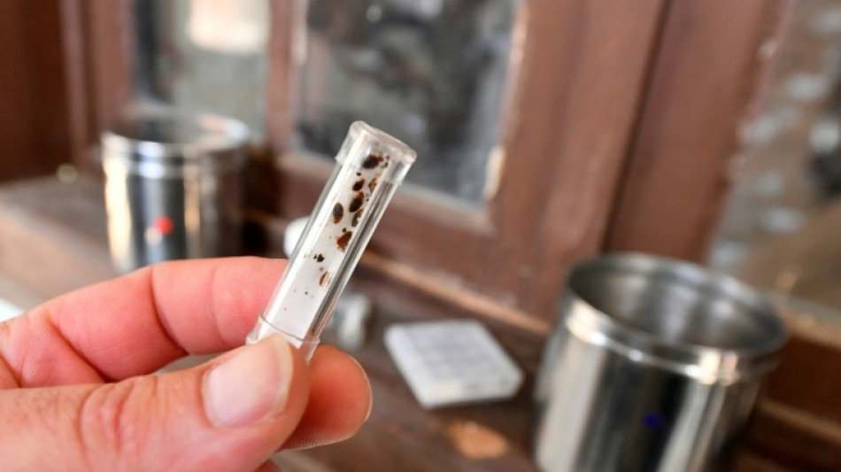 La mairie de Paris r&eacute;clame &agrave; l'Etat un plan contre les punaises de lit