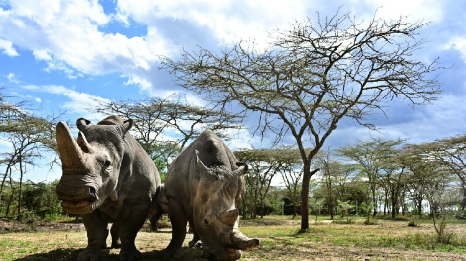 Forschungsstation f&uuml;r bedrohtes N&ouml;rdliches Breitmaulnashorn entsteht in Berlin