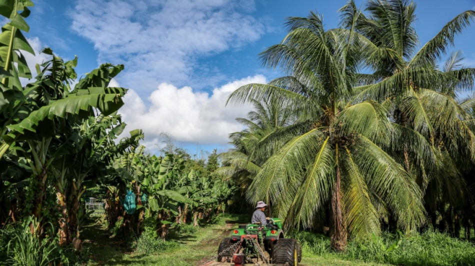 Chlord&eacute;cone aux Antilles: la justice reconna&icirc;t un "scandale sanitaire" mais prononce un non-lieu