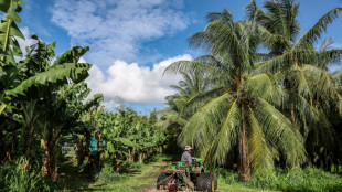 Chlord&eacute;cone aux Antilles: la justice reconna&icirc;t un "scandale sanitaire" mais prononce un non-lieu