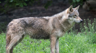 Un lobo "inmigrante" revivi&oacute; todo un ecosistema forestal en EEUU