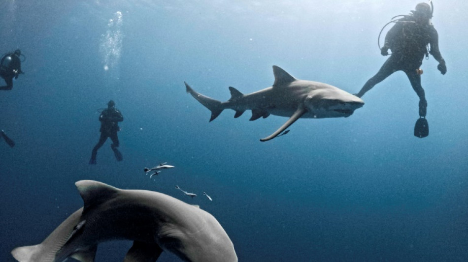 Florida es el lugar con m&aacute;s mordeduras de tiburones, pero a&uacute;n no anule sus vacaciones