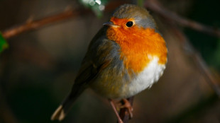 Un trafic d'esp&egrave;ces prot&eacute;g&eacute;es d'oiseaux au c&oelig;ur d'un proc&egrave;s in&eacute;dit
