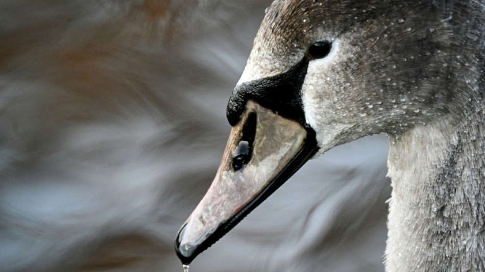 Flugunfähiger Jungschwan sorgt für Polizeieinsatz auf Autobahn in Niedersachsen