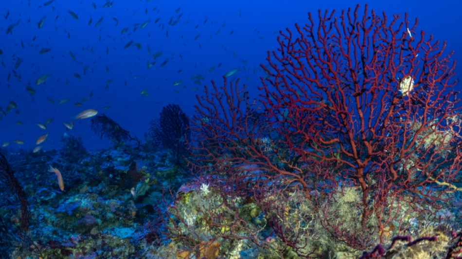 Grecia crear&aacute; dos nuevas reservas para proteger la fauna submarina