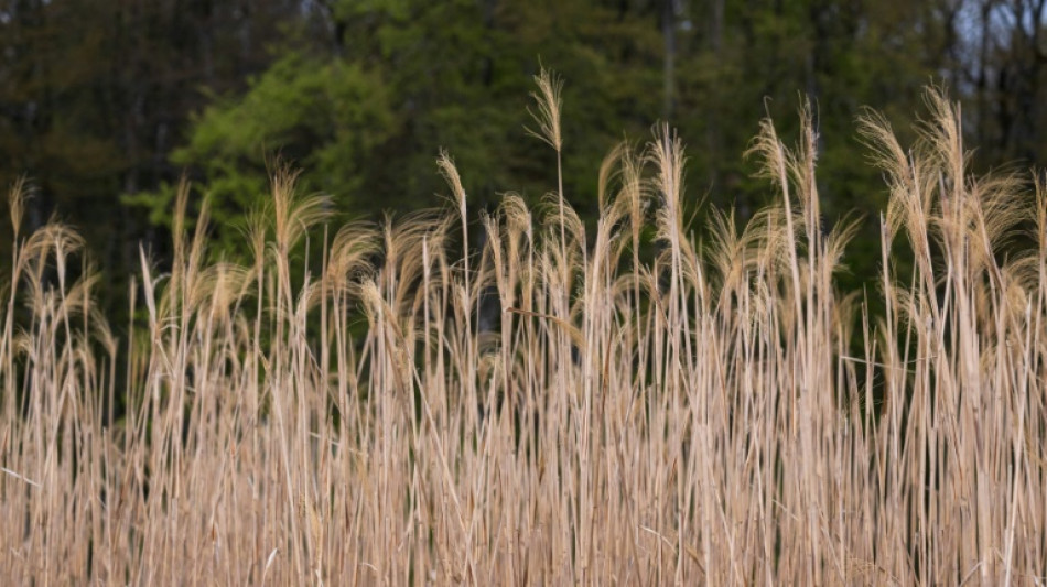En Alsace, une commune se chauffe au miscanthus, une plante &eacute;colo