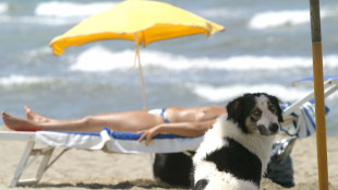 Pet tourism, un tesoro che in Italia vale 9.5 miliardi potrebbe quasi raddoppiare