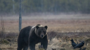 B&auml;r t&ouml;tet Schafe im bayerischen Landkreis Rosenheim