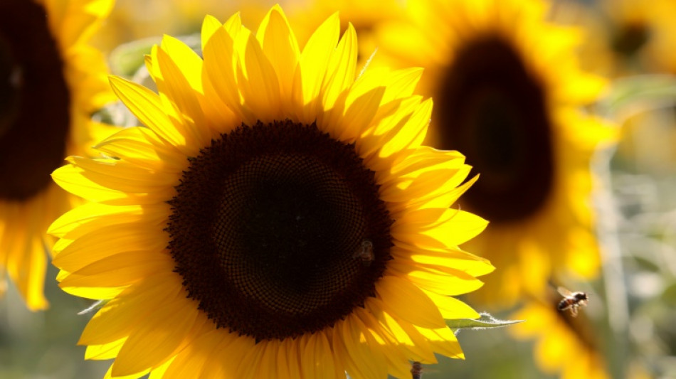 Urteil: Unfall auf Weg zu Blumenpflücken gilt nicht als Arbeitsunfall