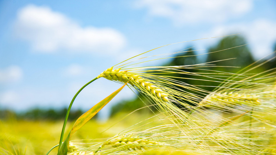 Ricerca, 2 piante su 5 spariranno ma c'&egrave; metodo per salvarle