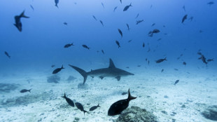 L'exploitation minière en haute mer pourrait affecter la vie marine, selon une étude