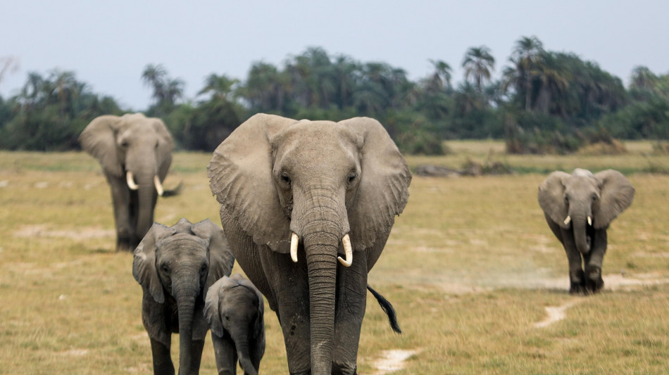 Turista fa bere una birra ad un elefante in savana, ricercato