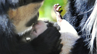 El primer beso podría remontarse a 21 millones de años, según científicos británicos