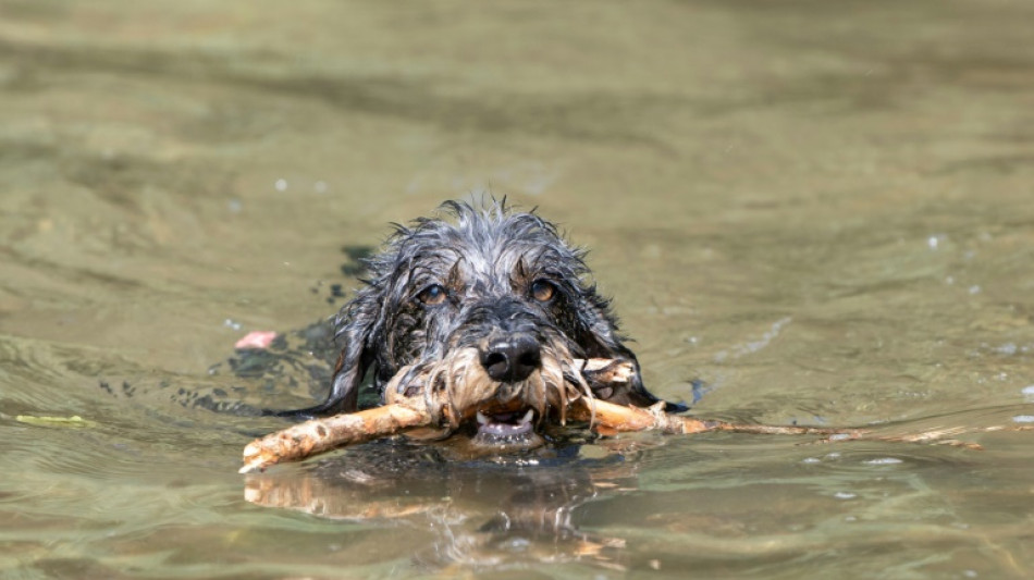 Dackel als Jagdhund ausgebildet: Halterin muss trotzdem volle Hundesteuer zahlen