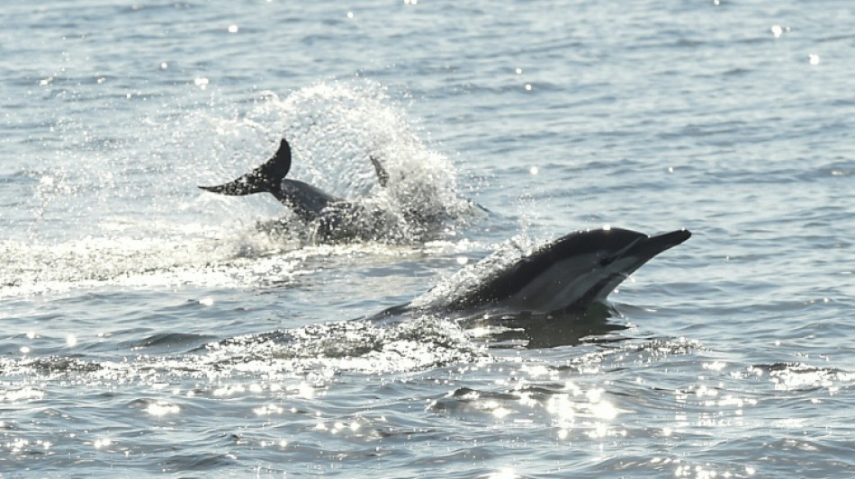 Dauphins: un rapport scientifique explore des alternatives &agrave; la fermeture de la p&ecirc;che