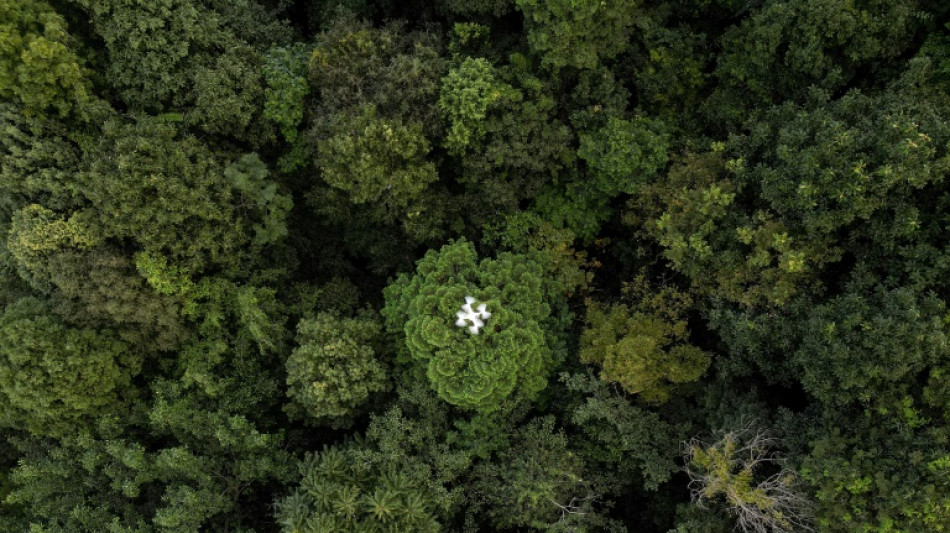 Tha&iuml;lande: des drones pour mieux conna&icirc;tre le r&ocirc;le des for&ecirc;ts contre le r&eacute;chauffement