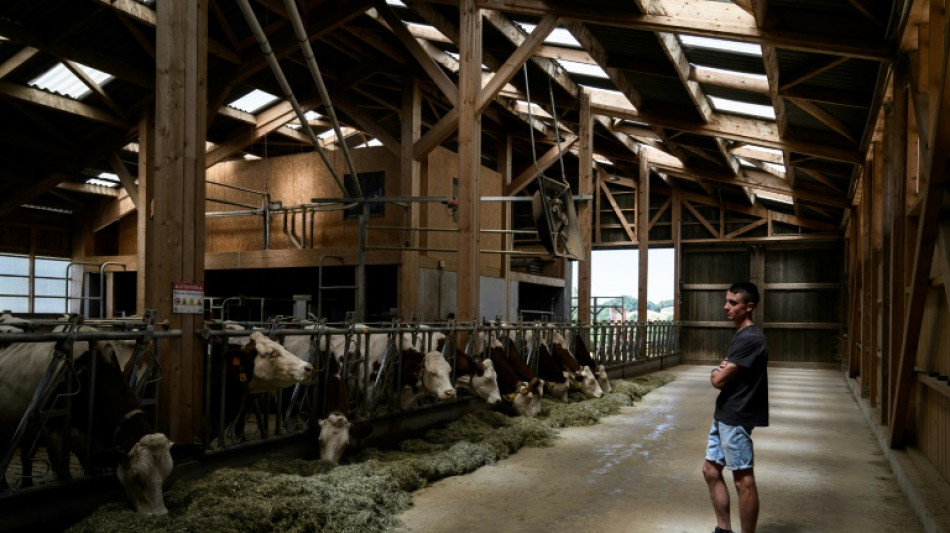 "Epée de damoclès": en Savoie, des éleveurs désemparés face à la dermatose nodulaire