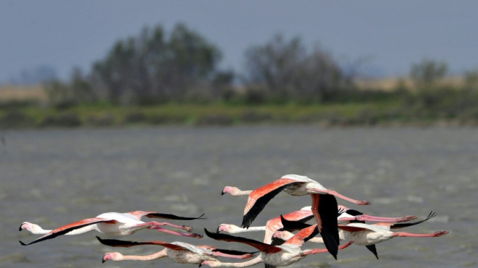 Les flamants roses migrateurs vieillissent mieux que les sédentaires, selon une étude