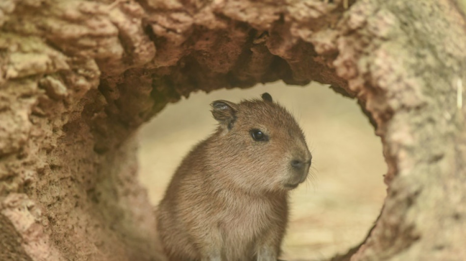 Un zoológico de China encuentra a un capibara "fugitivo" tras dos meses de huida
