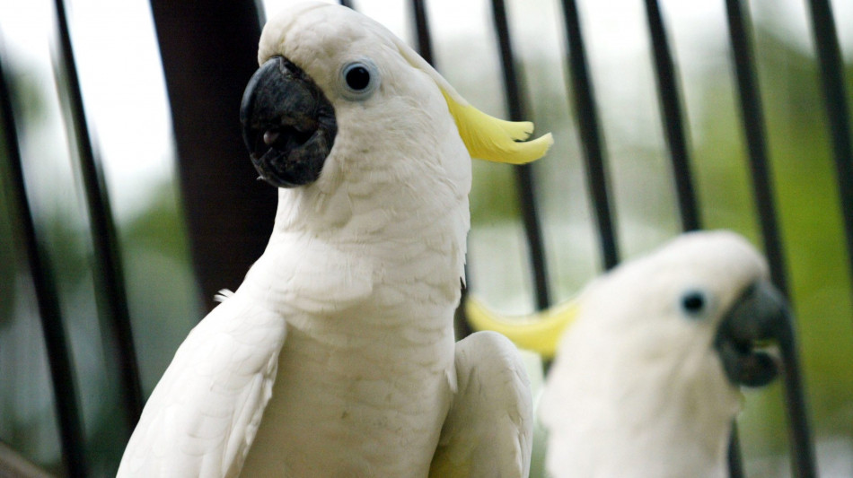 I pappagalli danzano e la musica migliora la loro vita