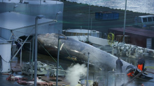 Islandia dejar&aacute; de cazar ballenas