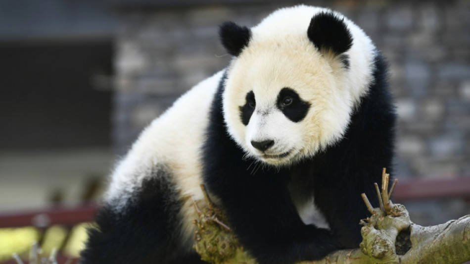 Pays-Bas: un panda de 2 ans s'av&egrave;re &ecirc;tre une femelle, et non un m&acirc;le