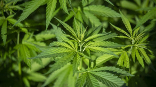 Polizei findet professionelle Cannabisplantage in Wohnhaus in Nordrhein-Westfalen
