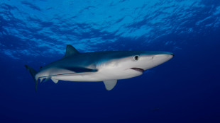 L'acidificazione degli oceani minaccia i denti degli squali