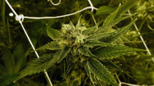 Consumo de marihuana aumenta entre j&oacute;venes en EEUU, seg&uacute;n estudio