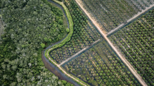 Bruxelles propose d'assouplir sa loi antidéforestation pour faciliter sa mise en oeuvre
