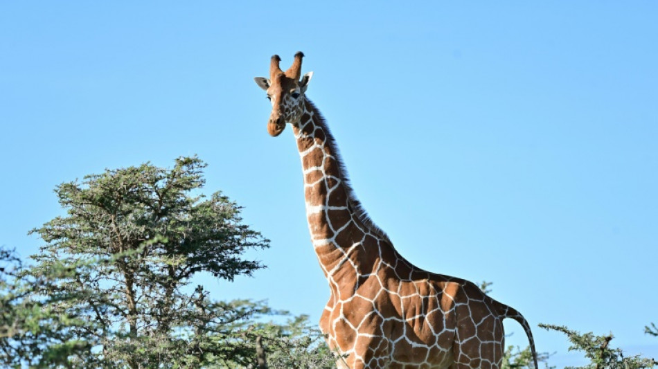 Giraffenbulle Tilodi in Stuttgarter Zoo gestorben