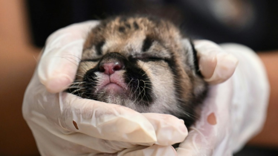 D'&eacute;leveurs de b&eacute;tail &agrave; soigneurs face &agrave; la d&eacute;forestation de l'Amazonie colombienne