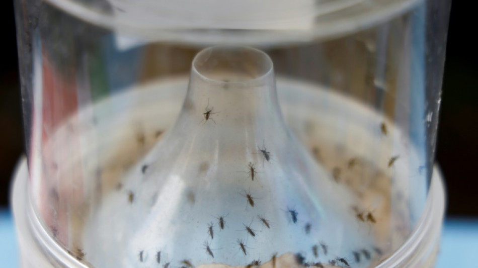 Chikungunya: recul du nombre de cas importés de la Réunion