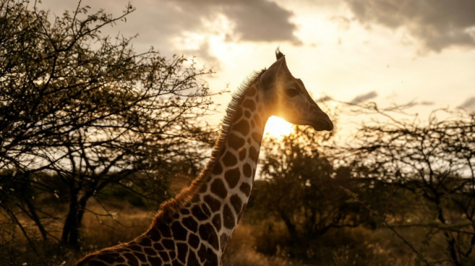 Au Kenya, des girafes pour apporter la paix entre communaut&eacute;s