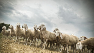 Alpi, l'erosione accelerata dall'uomo da 4 a 10 volte