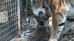 Mutter verweigerte Aufzucht: Zoo Leipzig schl&auml;fert drei Tigerjunge ein 