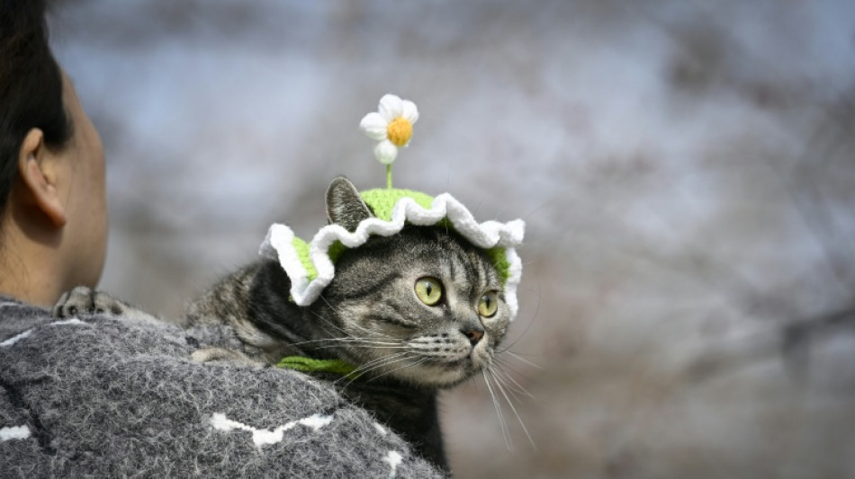 Streaming channel for pets launched in China