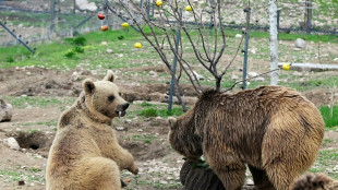 Arm&eacute;nie: &agrave; la rescousse des ours maltrait&eacute;s