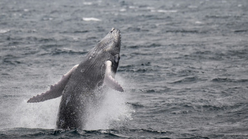 Besuch von Buckelwal in Ostsee geht weiter: Tier in Kieler F&ouml;rde gesichtet