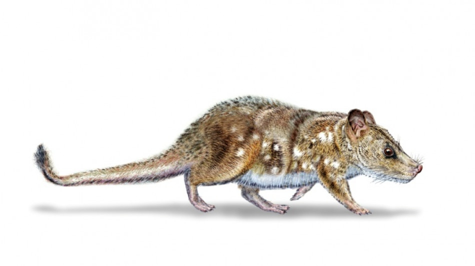 Scientists find 74-million-year-old mammal fossil in Chile