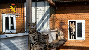 Desmantelan en España una red que vendía por internet felinos exóticos