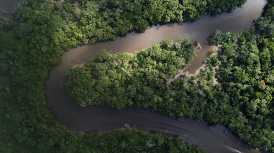 Hallan una nueva especie de marsupial en la Amazonía de Perú