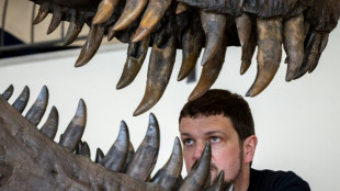 Un squelette de T-Rex expos&eacute; &agrave; Zurich avant sa vente aux ench&egrave;res