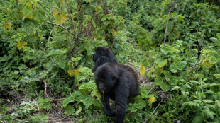 Gorilles en habitat surpeuplé au Rwanda : la moitié des bébés tués par les mâles dominants
