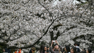 Tourists and locals enjoy 'ephemeral' Tokyo cherry blossoms