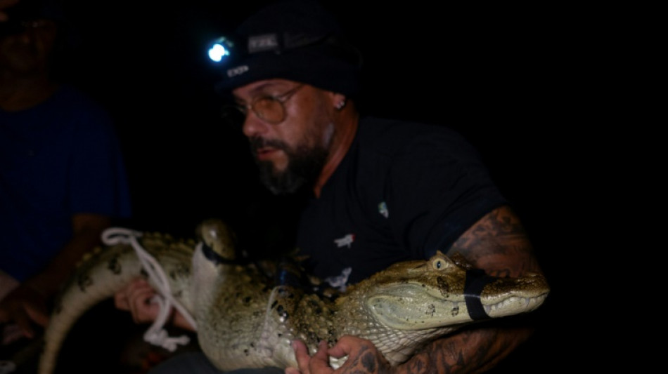 Caimanes de Rio de Janeiro, atacados por la contaminaci&oacute;n urbana