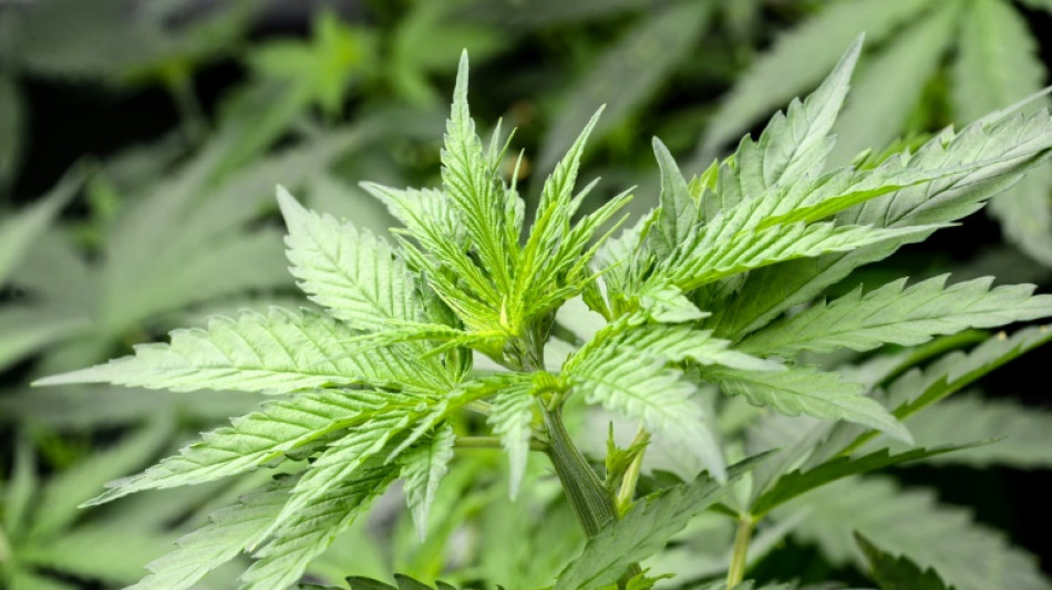 Bundesgerichtshof hebt Freispr&uuml;che wegen Handel mit CBD-Hanfprodukten auf