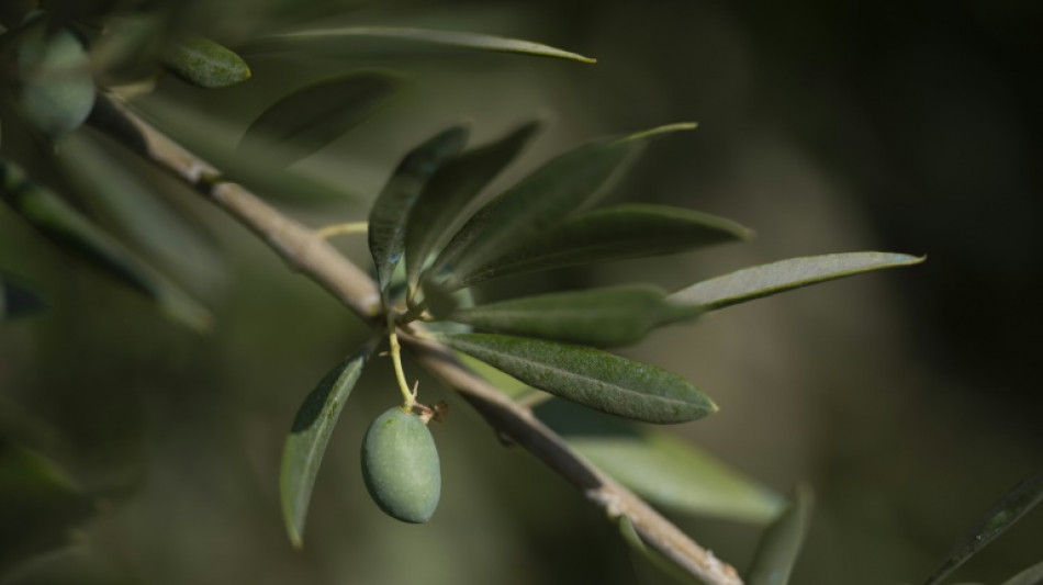 Le secteur de l'huile d'olive en qu&ecirc;te de solutions face au changement climatique