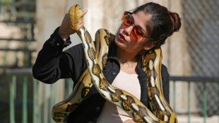 Las serpientes hembra tienen un cl&iacute;toris, que refuerza sus posibilidades de reproducci&oacute;n