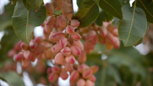 En Espagne, un boom de la pistache favoris&eacute; par les s&eacute;cheresses &agrave; r&eacute;p&eacute;tition